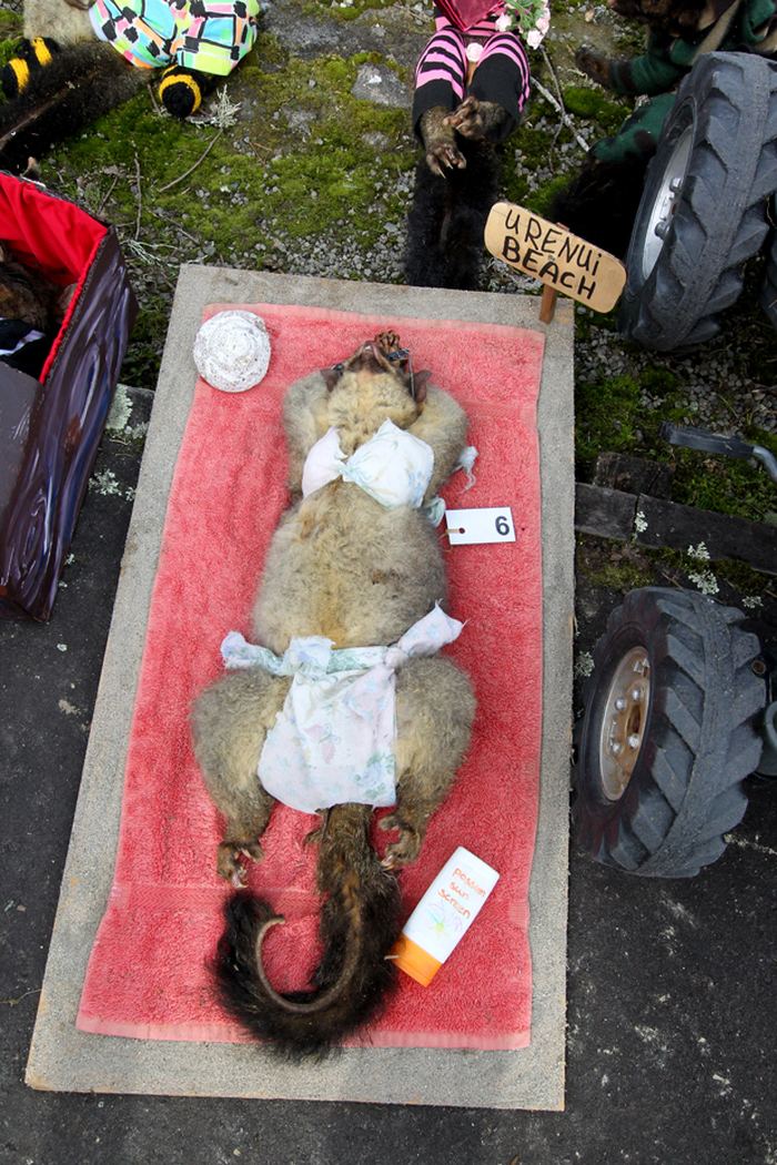 В Новой Зеландии прошел конкурс красоты среди мертвых опоссумов