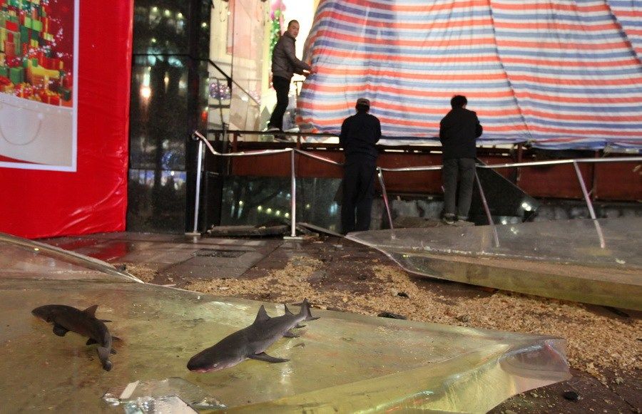 Гигантский аквариум с акулами лопнул, вызвав паникусреди посетителей
