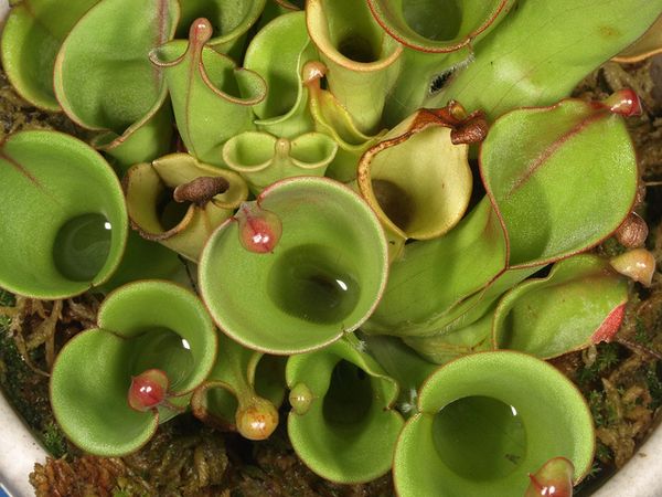 Кувшины-ловушки хищных растений рода Heliamphora