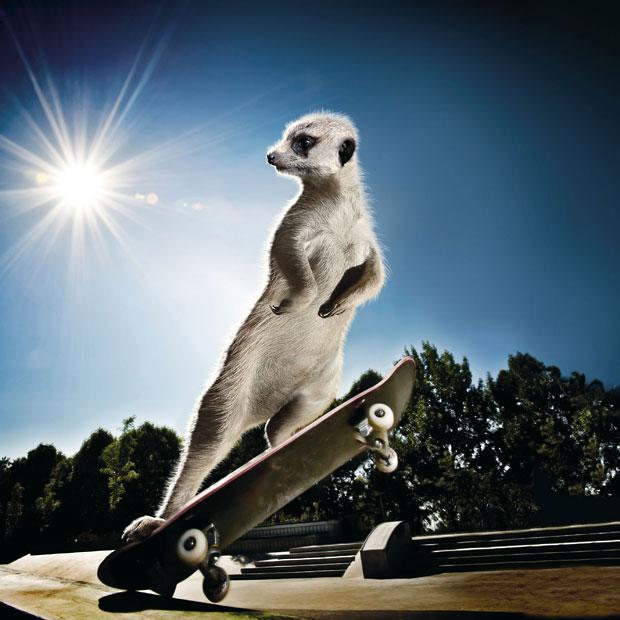 Календарь с сурикатами-экстремалами: Maverick Meerkats на 2013 год.