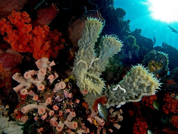 Трубчатые губки (в центре) в окружении кораллов (фото Nick Hobgood / Wikimedia).