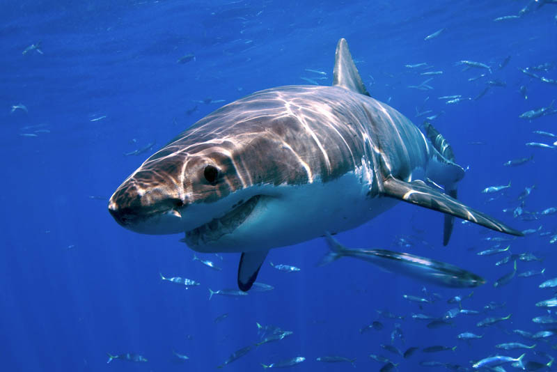 Интересные факты о белой акуле (лат. Carcharodon carcharias)