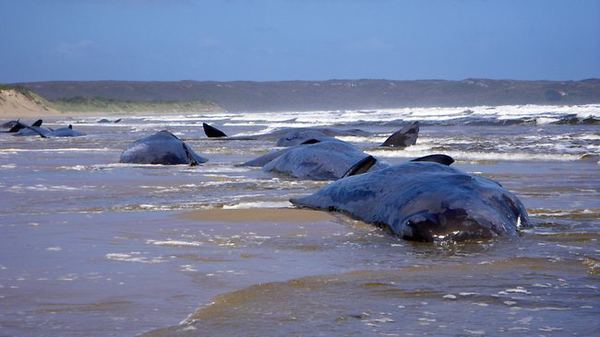Почему киты совершают массовое самоубийство