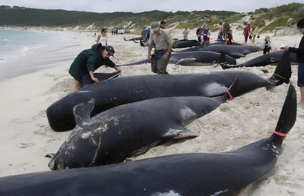 Почему киты совершают массовое самоубийство
