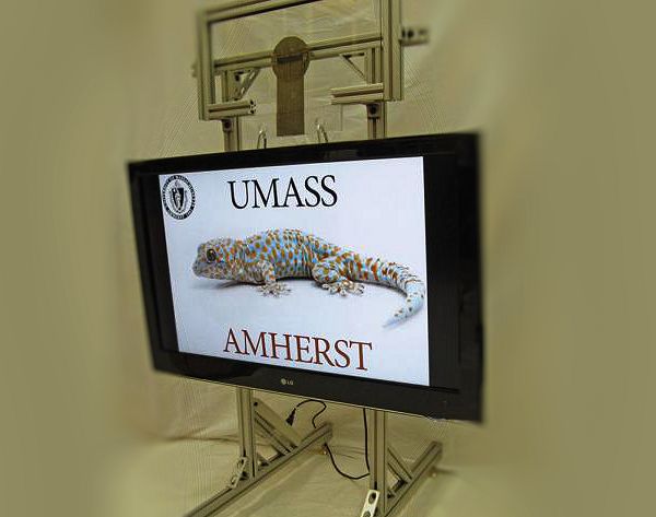 Устройство Geckskin размером с ладонь удерживает 18-килограммовый 42-дюймовый телевизор. (Фото UMass Amherst.)