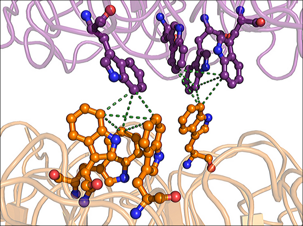Пирамидные связи между триптофанами субъединиц белка UVR8 (иллюстрация авторов исследования).