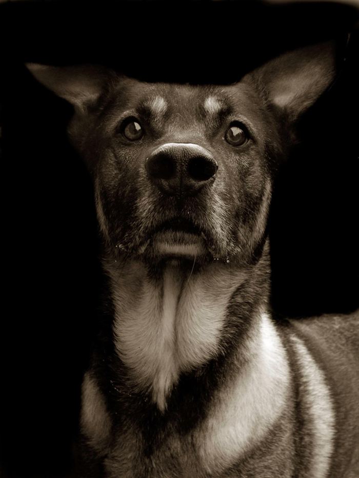 Проект Трэер Скотт: Собаки из приюта Terrier_2