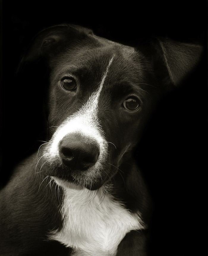Проект Трэер Скотт: Собаки из приюта Terrier_7