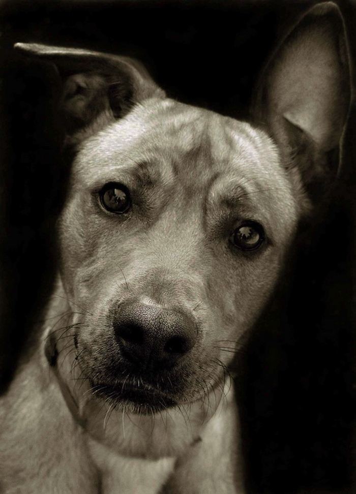 Проект Трэер Скотт: Собаки из приюта Terrier_8