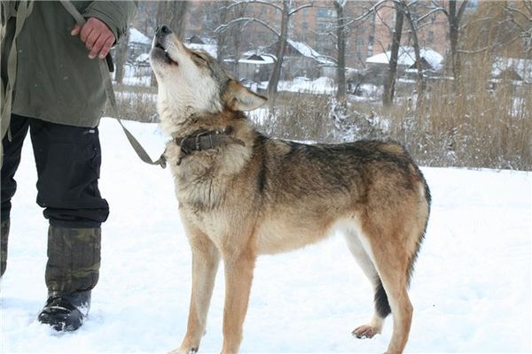 Гибриды волков с собаками терроризируют забайкальских скотоводов Volcsob