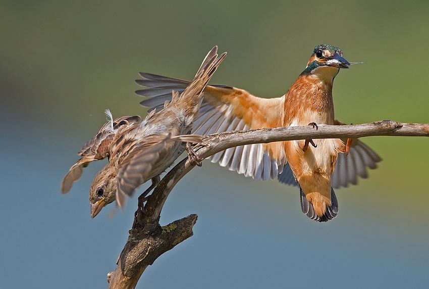 http://animalworld.com.ua/images/2012/January/Animals/Bird/Bird_18.jpg