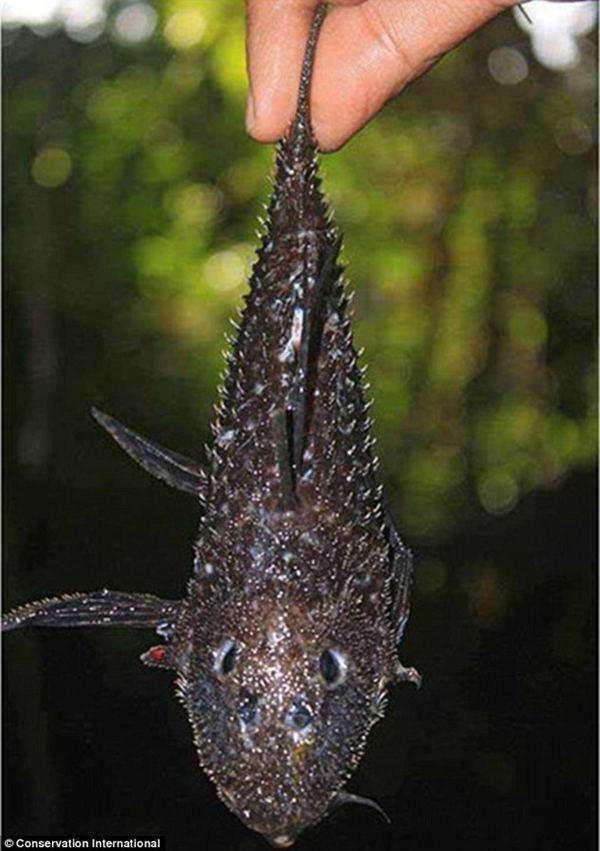 В джунглях Суринама нашли 46 новых видов животных