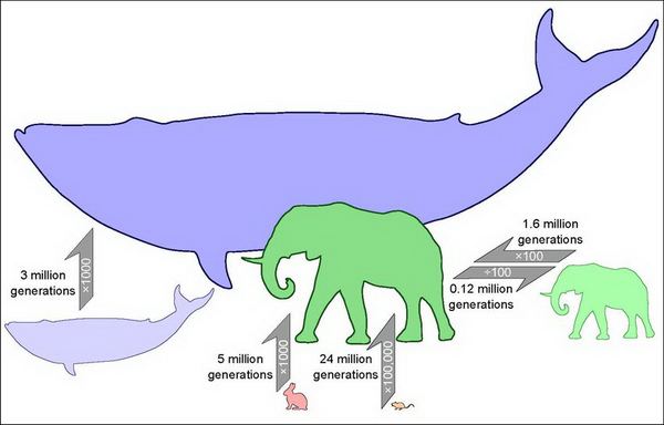 Изменение размеров млекопитающих, измеренное в числе поколений (рисунок авторов работы).