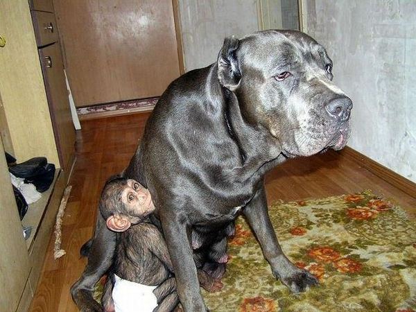 Для маленького шимпанзе мамой стала собака
