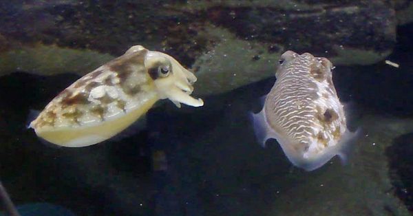 Самка каракатицы (слева) и наполовину переодетый в самку самец 
