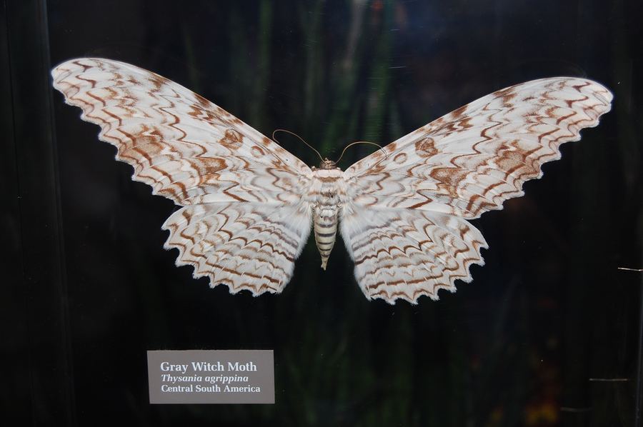 Тизания агриппина (Thysania agrippina) – крупнейшая бабочка в мире