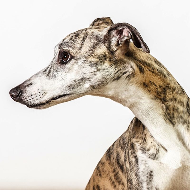 Портреты собак в фотографиях Барбары О’Брайен 