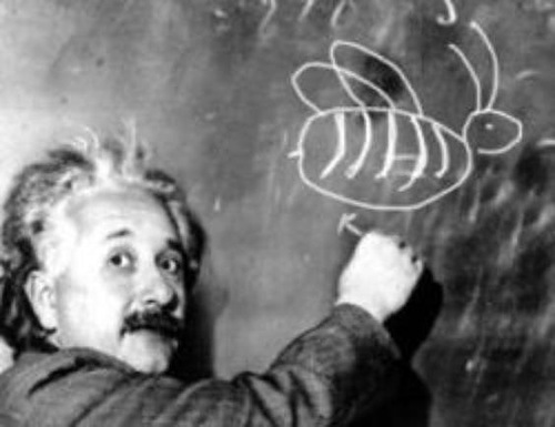 Загадка Эйнштейна: Кто выращивает рыбок?