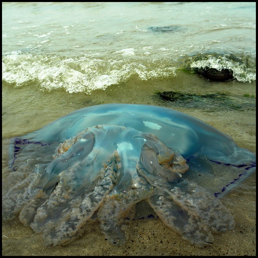 Медуза корнерот (Rhizostoma pulmo)