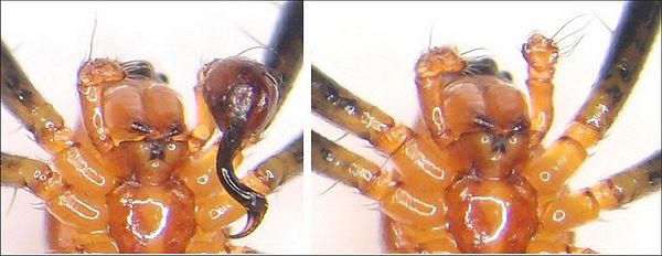 Слева — самец паука с одним оставшимся половым члеником, справа — полный «евнух» (фото авторов исследования).