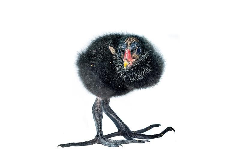 Проект 'Baby birds' Гэвина Парсонс