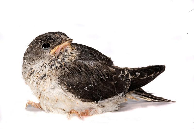 Проект 'Baby birds' Гэвина Парсонс