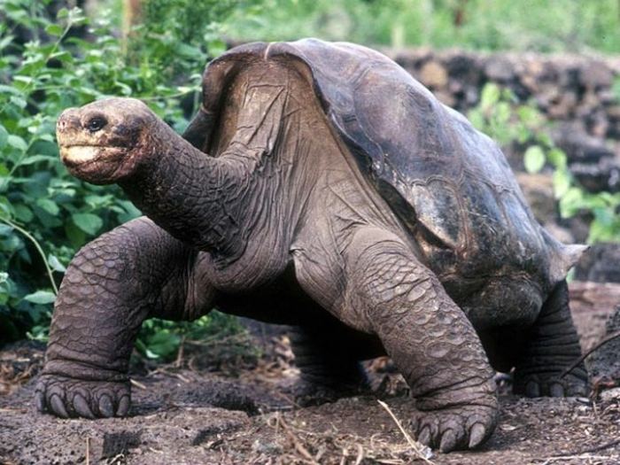 Умерла последняя Абингдонская слоновая черепаха
