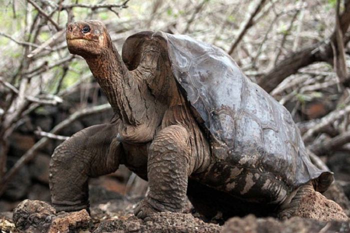 Умерла последняя Абингдонская слоновая черепаха