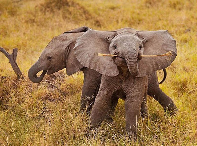 Эти славные слонята