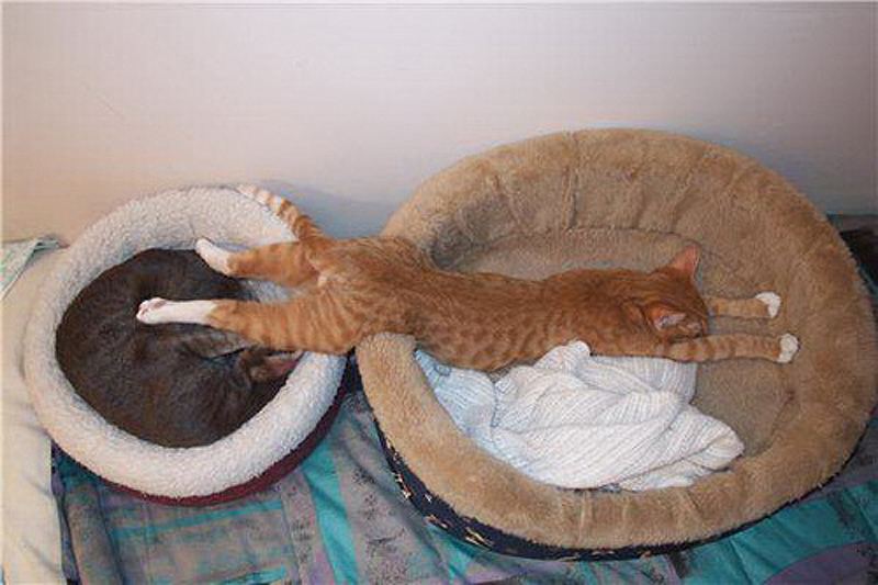 Топ лучших кошачьих поз для сна