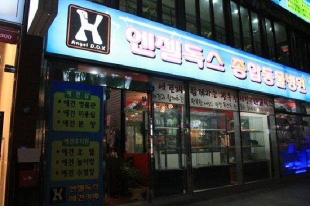 Собачье кафе (Dog Café) в Сеуле
