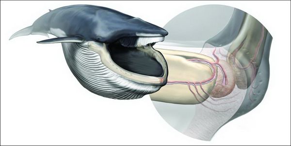 Положение подбородочного сенсорного органа в нижней челюсти синего кита