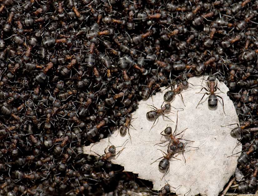 Аргентинские муравьи 