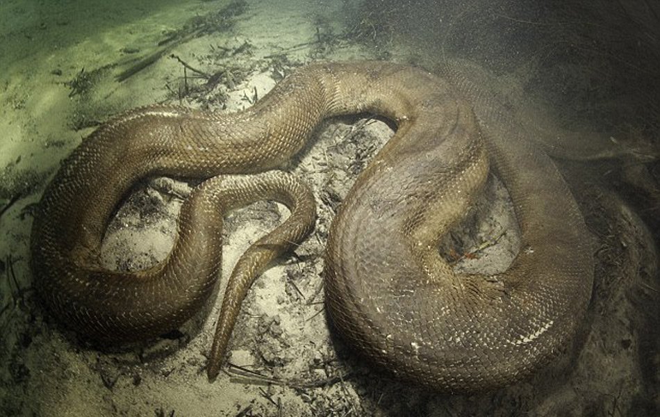 Фотограф погрузился в Амазонку, чтобы сфотографировать 8-метровую анаконду