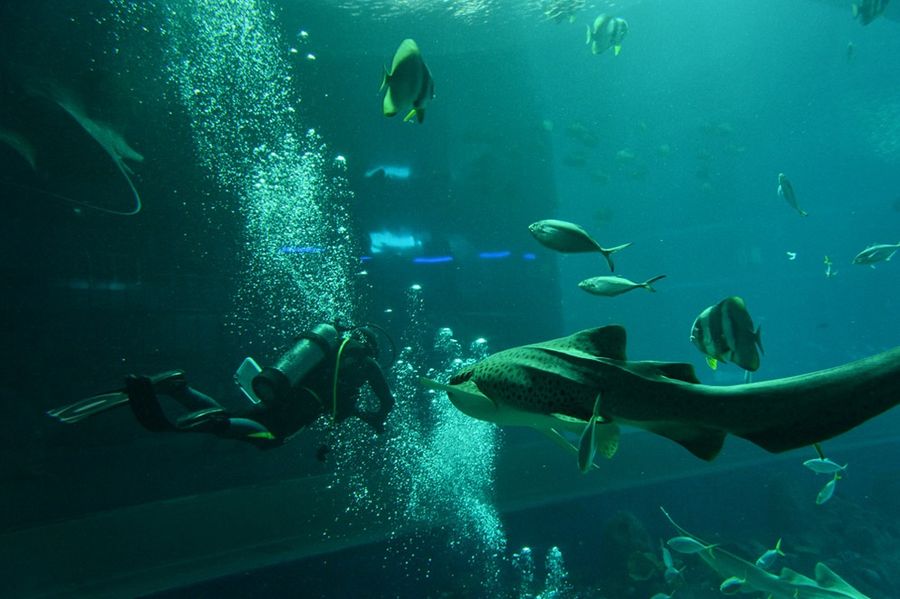 Marine Life Park — самый большой в мире океанариум