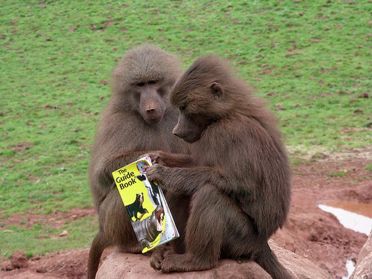 Можно ли научить читать бабуина?