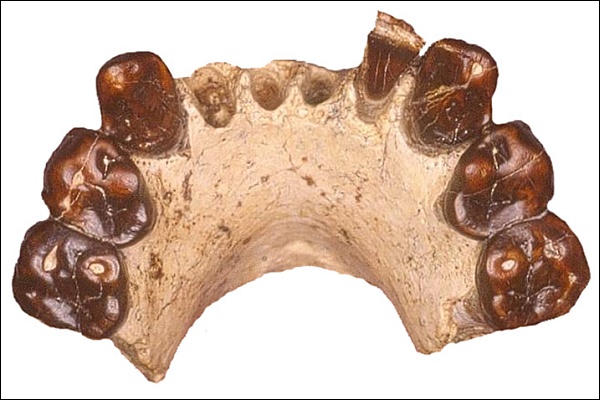Зубы австралопитека бахр-эль-газальского (фото Michel Brunet / MPFT).