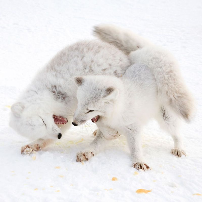 Полярные лисицы в фотографиях Анны Хенли