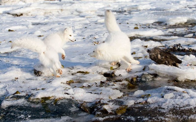 Полярные лисицы в фотографиях Анны Хенли