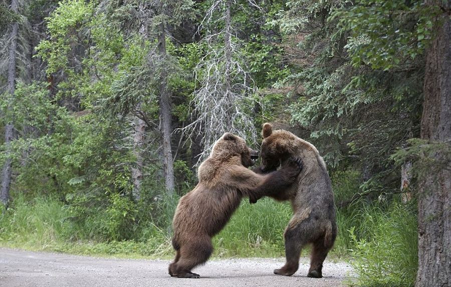 Два медведя-гризли намяли друг другу бока за тушку лосося