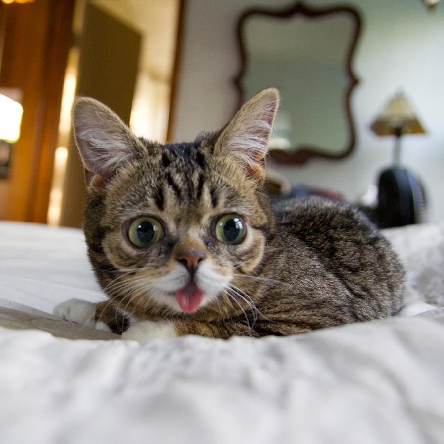 Кошка Малышка с короткими лапками и глазами навыкате стала интернет-хитом