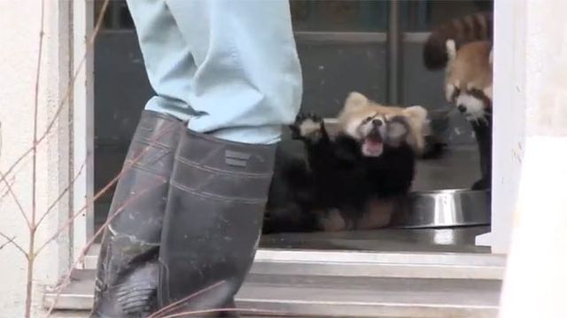 Красную панду обуял ужас при виде человека (фото: thesun.co.uk)