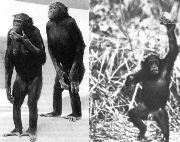 Бонобо в природе не только часто ходят на своих двоих, но и метко метают камни. (Фото L. Klenerman, Bernard A. Wood, Nicole L. Griffin.)