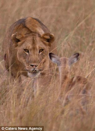 Львица и детёныш импалы