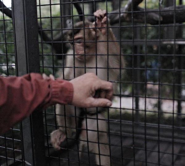Поймана 'загадочная обезьяна', которая несколько лет провела 'в бегах'