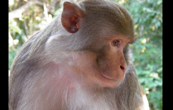 Поймана 'загадочная обезьяна', которая несколько лет провела 'в бегах'