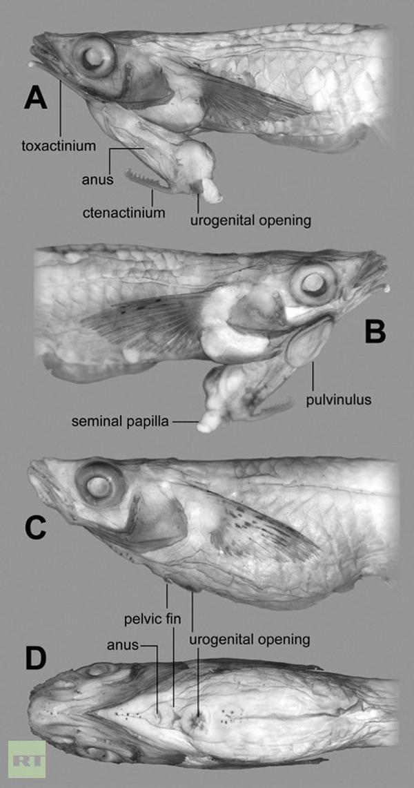 Ученые обнаружили рыбу с пенисом на голове