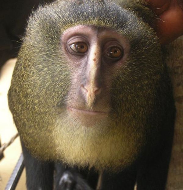 В Африке, впервые за 28 лет, найден новый вид обезьян