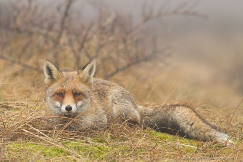 В кадре голландская рыжая лисица