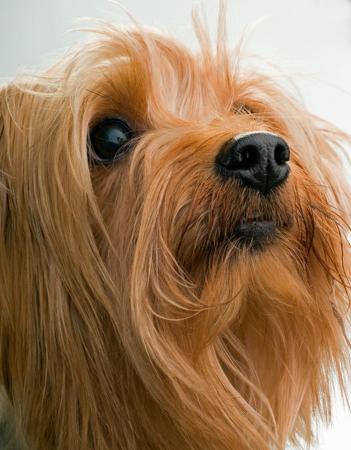 Йоркширский терьер  (англ. Yorkshire terrier) — одна из самых маленьких пород собак